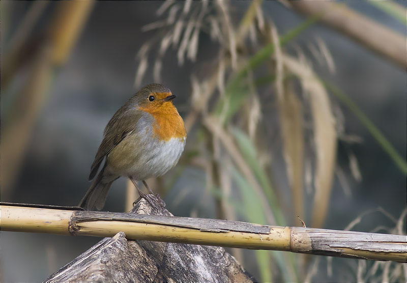 Pit roig (Erithacus rubecola)