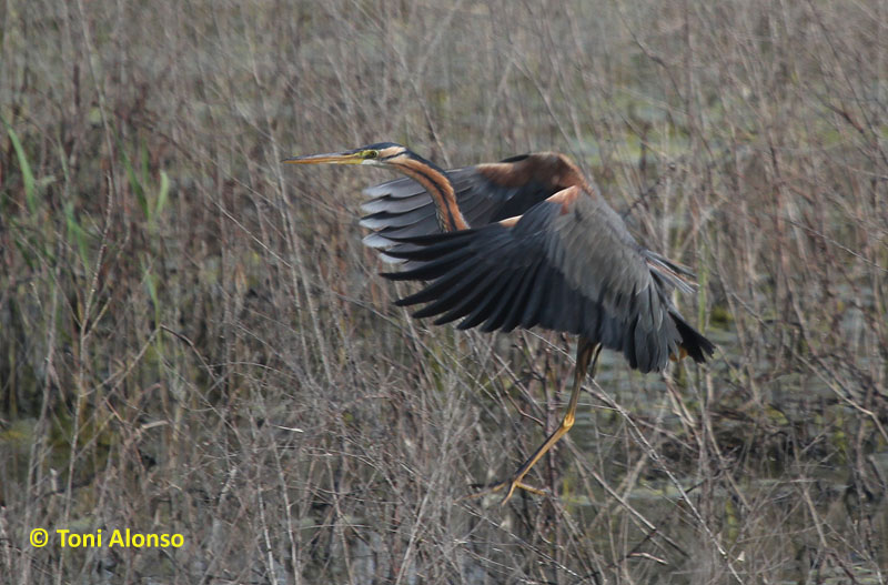 Agró roig (Ardea purpurea)