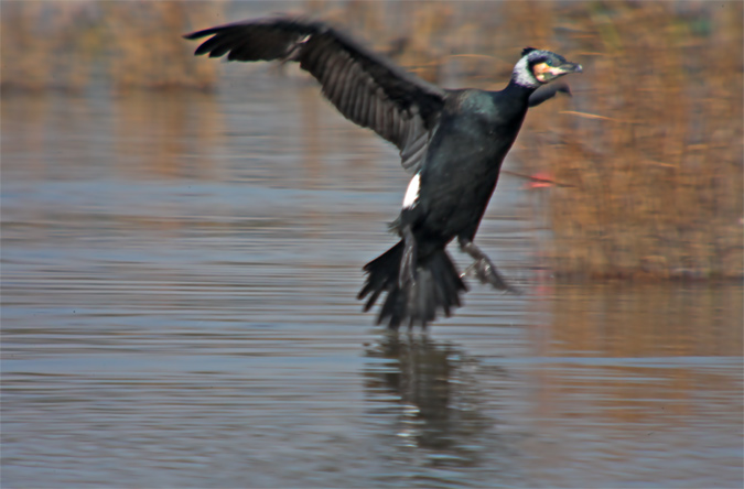 Corb marí gros (Phalacrocorax carbo) 2/2