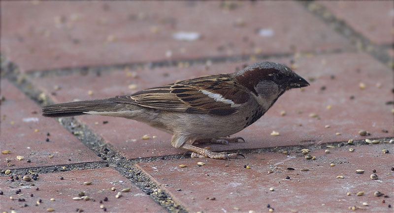 Mascle de Pardal comú (Paser domesticus)