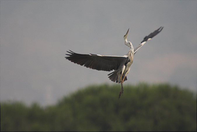 Bernat pescaire (Ardea cinerea) 2de2