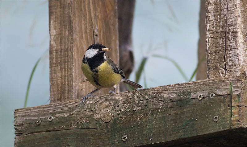 Mallerenga carbonera (Parus major)