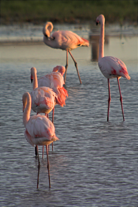 Flamenc (Phoenicopterus roseus)