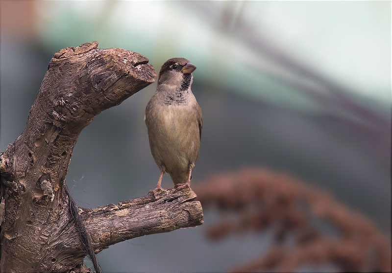 Mascle de Pardal comú (Passer domesticus)