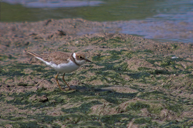 Corriol petit (Charadrius dubius)