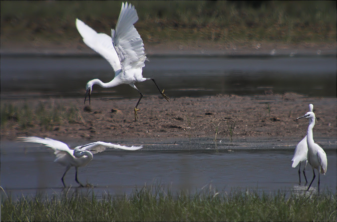 Martinet blanc ( Egretta garzetta)