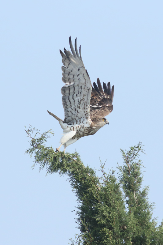 Aguila culebrera