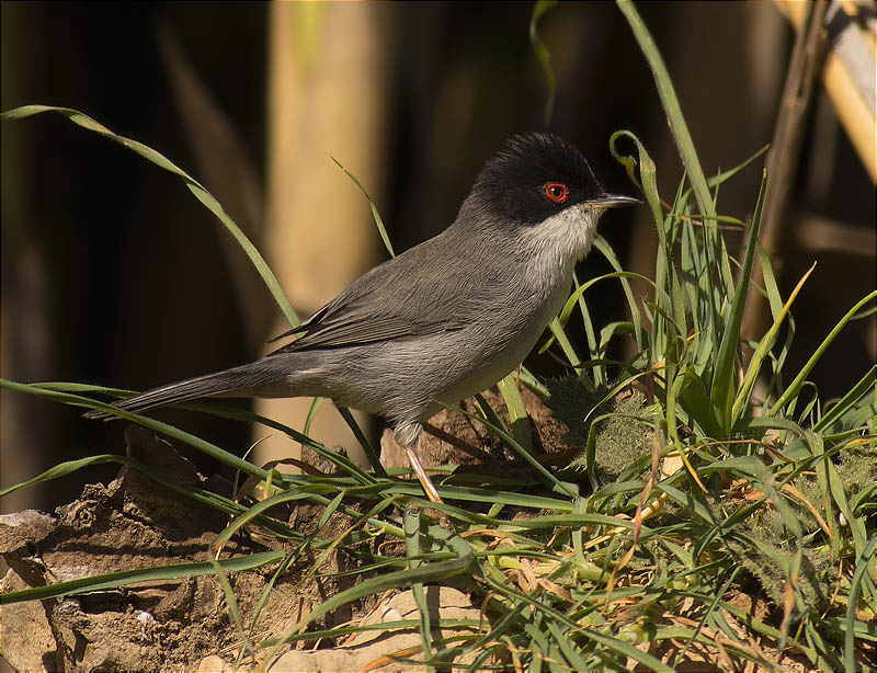 Mascle de Tallarol capnegre (Sylvia melanocephala)