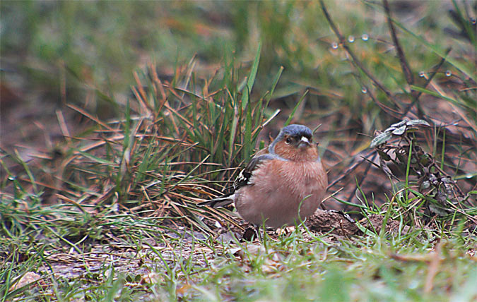 Pinsà comú (Fringilla coelebs)