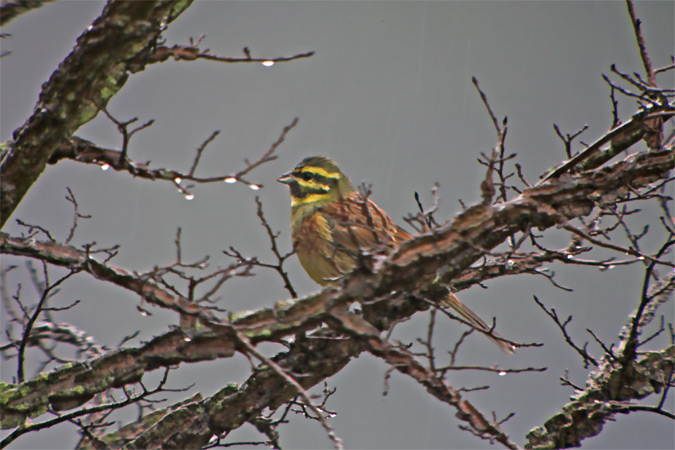 Gratapalles (Emberiza cirlus)