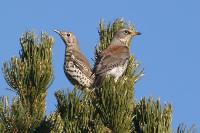 Griva i griva cerdana.(Turdus viscivorus i turdus pilaris)