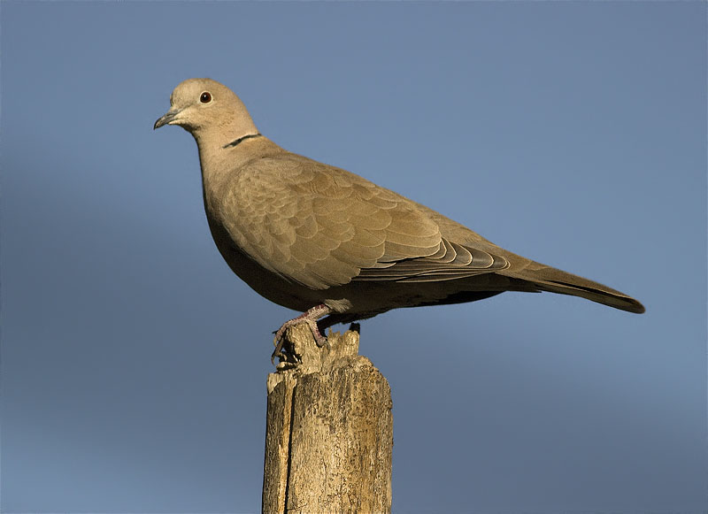 Tórtora turca (Streptopelia decaocto)