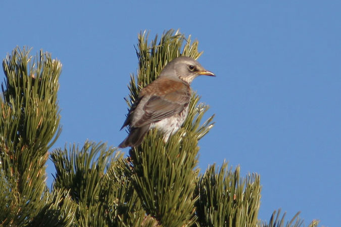 Griva cerdana.Turdus pilaris.