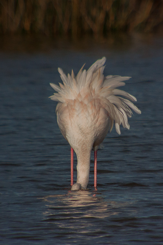 Flamenc (Phoenicopterus ruber)