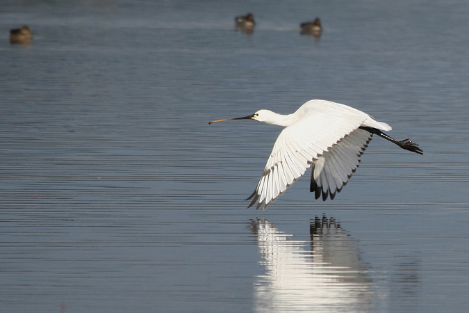 Becplaner (Platalea leucorodia)