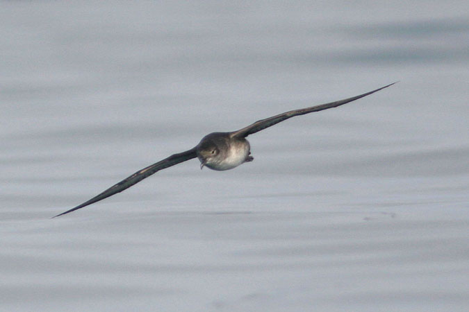 Baldriga mediterrània. puffinus puffinus