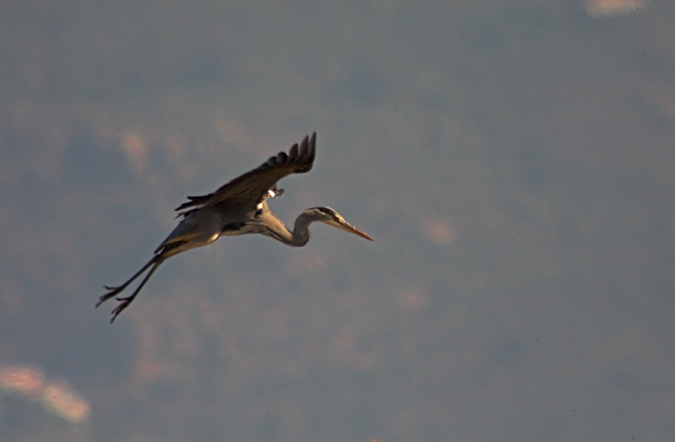 Bernat pescaire (Ardea cinerea)