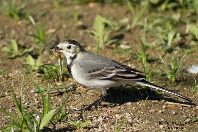 Cuereta blanca vulgar (Motacilla alba)