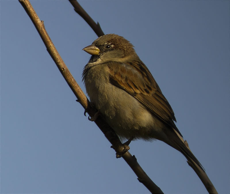 Mascle de Pardal comú (Passer domesticus)