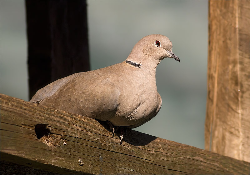 Tórtora turca (Streptopelia decaocto)