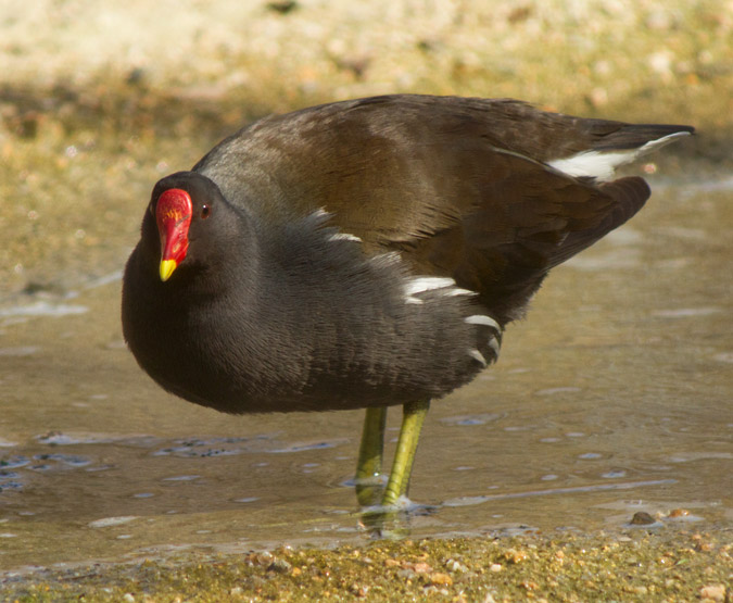 Polla d'aigua I (Gallinula chloropus)