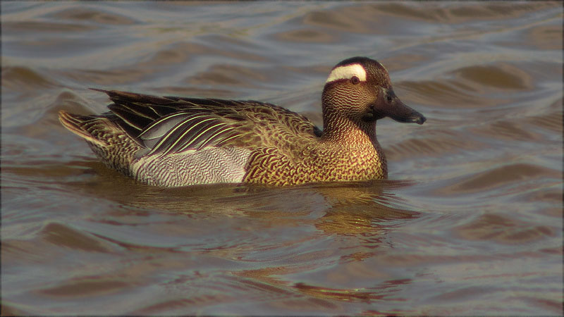 Mascle de Xarrasclet (Anas querquedula)