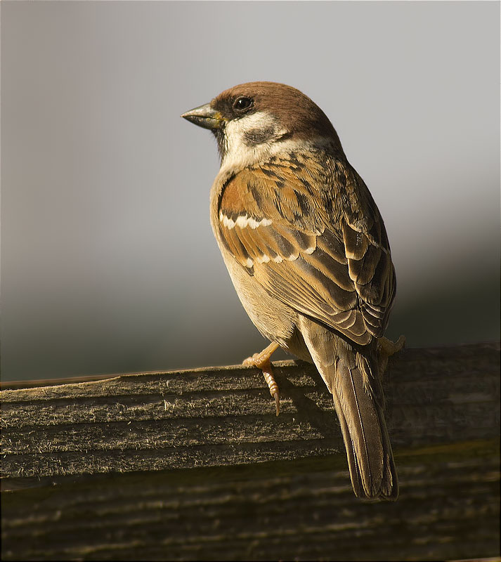 Pardal xarrec (Passer montanus)