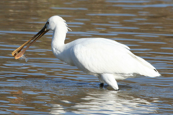 Becplaner (Platalea leucorodia)