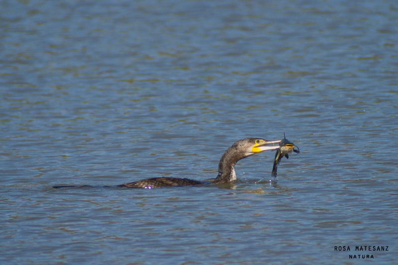 Corb marí gros (Phalacrocorax carbo)