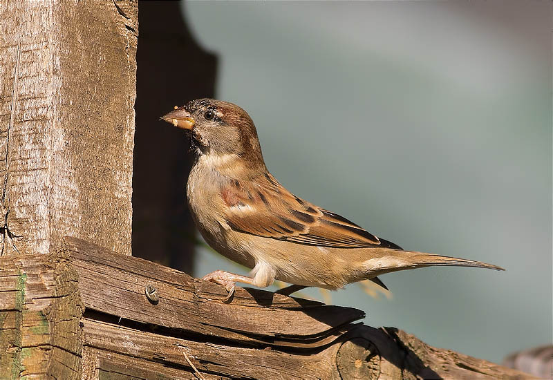 Mascle de Pardal comú (Passer domesticus)