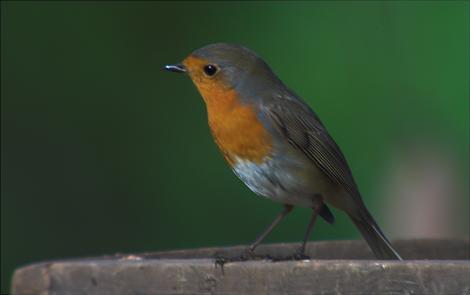 Pit roig (Erithacus rubecula)