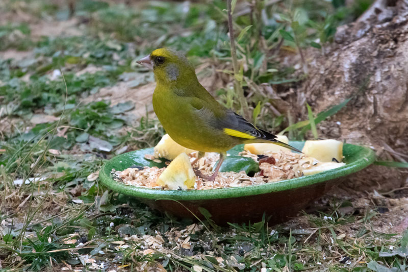 Verdum (Carduelis chloris)