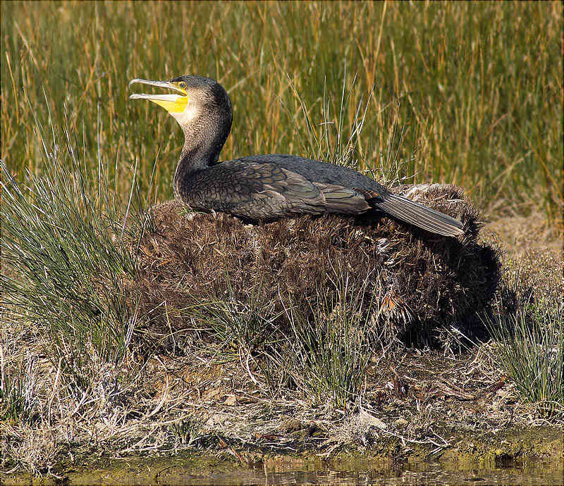 Corb marí gros (Phalacrocorax carbo)