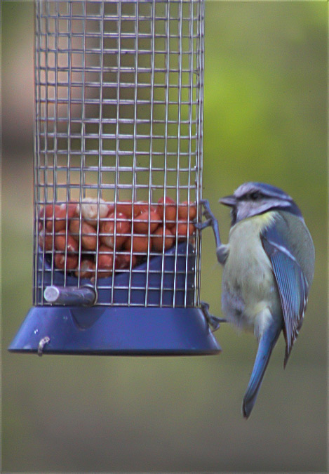 Mallerenga blava (Parus caeruleus)