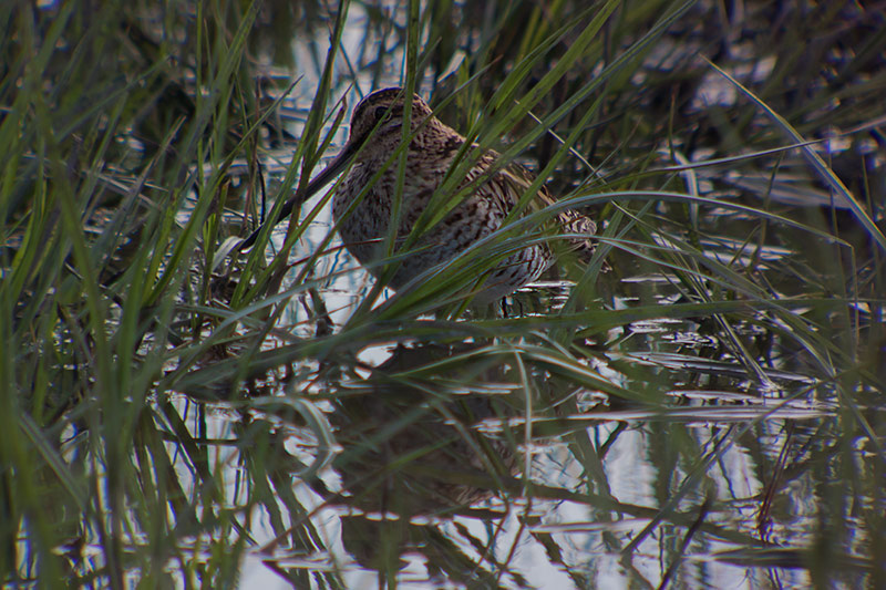 Becadell comú (Gallinago gallinago)