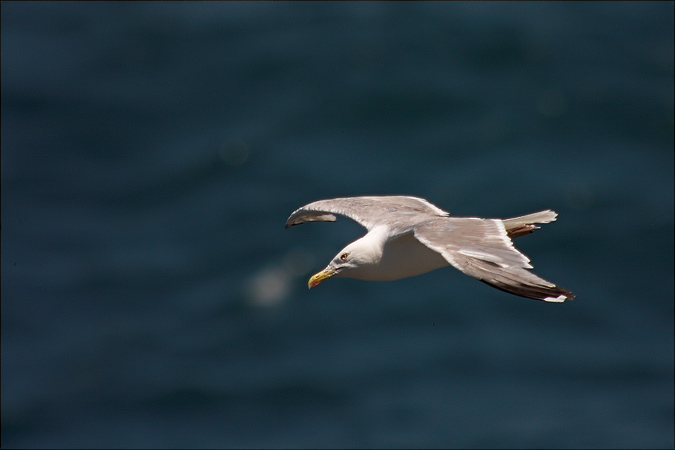 Gavià argentat (Larus michaelis)