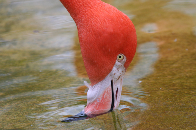 Flamenc cubà (Phoenicopterus ruber ruber)