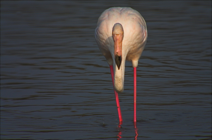 Flamenc (Phoenicopterus roseus)