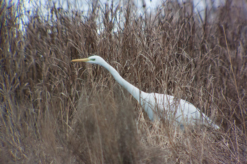 Agró blanc (Ardea alba)