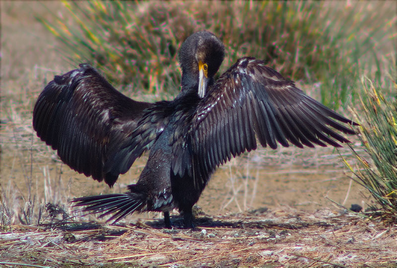 Corb marí gros (Phalacrocorax carbo)