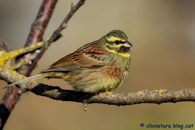 Gratapalles. Emberiza cirlus