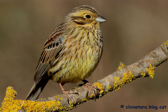 Gratapalles femella. Emberiza cirulus