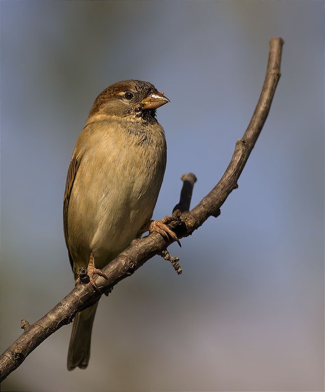 Mascle de Pardal comú (Passer domesticus)