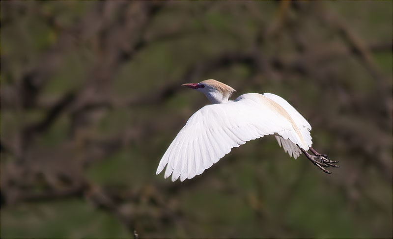 Esplugabous volant