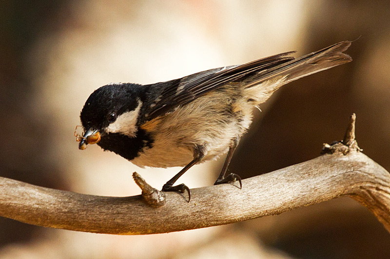 Mallerenga petita (Parus ater)