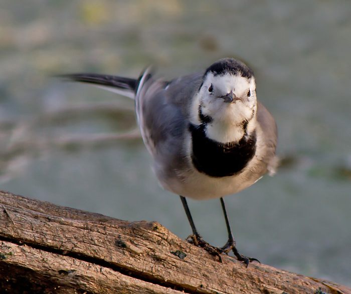 Cuereta blanca vulgar (Motacilla alba)