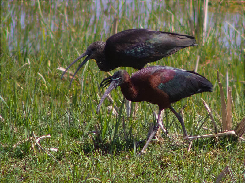 Capó reial (Plegadis falcinellus)