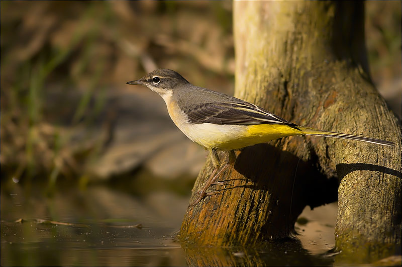 Femella de Cuereta torrentera (Motacilla cinerea)