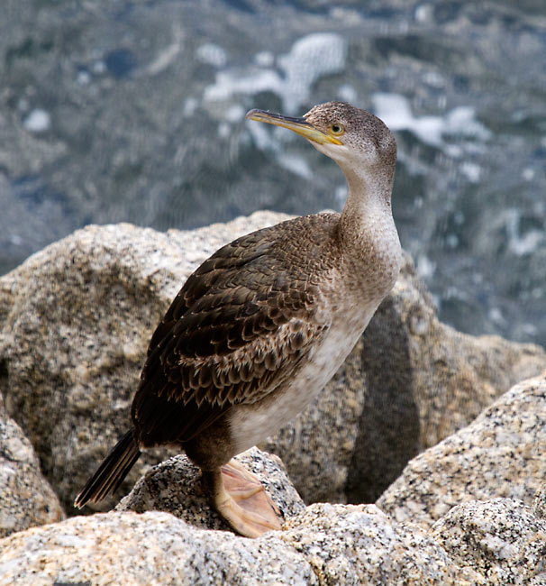 Corb marí emplomallat jove (Phalacrocorax aristotelis)