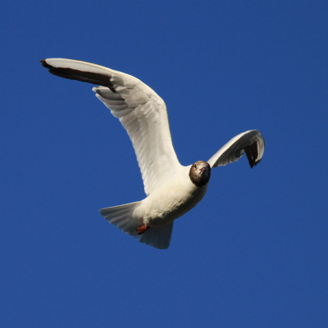 Vol Gavina vulgar (Larus ridibundus)